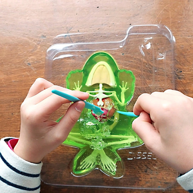 Dissect it Super Lab Frog with Veins & Arteries Educational Toy