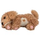 Little Live Pets My Really Real Puppy Curley the Cavapoo Plush Toy + Free Activity Book