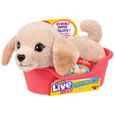Little Live Pets My Really Real Puppy Mini Buddy the Retriever + Free Activity Book